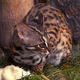 Illustration for article titled Caturday - Prionailurus bengalensis iriomotensis Edition
